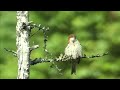 野鳥撮影・ ニュウナイスズメ　cinnamon sparrow