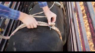 How to flank and place a dummy on a bucking bull