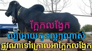 គោបាអាក្អែកលង្វែកនៅខេត្តកំពង់ឆ្នាំង Cow Crow Longvek in Kampong Chhnang Province#mathsaly @mathsaly