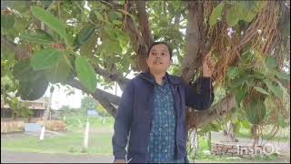 ಆಲದ ಮರ   Banyan tree (Ficus bengalensis)