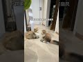 兄弟和睦的温馨画面 米努特矮脚猫 小猫治愈世界 猫咪的迷惑行为 抖in萌宠计划 萌宠出道计划