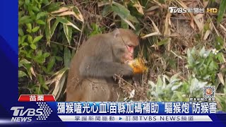 獼猴嗑光心血!苗縣加碼補助 「驅猴炮」防猴害｜TVBS新聞@TVBSNEWS01