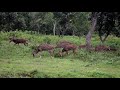 tholpetty wildlife deers