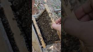 How to find queen bee | റാണിയെ എങ്ങനെ കണ്ടുപിടിക്കാം #queen #bee #beekeeping #farming #shorts