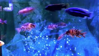 馬拉威湖慈鯛(Lake Malawi cichlids)