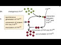 prions and chronic wasting disease