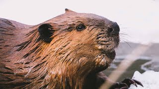 Wildlife Watching | The Beaver Pond in Winter