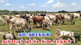 தஞ்சை பூர்வீக கிடைமாடுகள் || Thanjavur native breeds