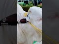 Qurbani Ka Janwar | Cow qurbani | TikTok Video | eid #eid
