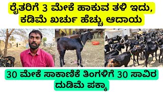 3 ಮರಿ ಕೊಡುವ ತಳಿ ಇದು, ಕಡಿಮೆ ಖರ್ಚು ಅಧಿಕ ಆದಾಯಾ | usamanibad goat farming