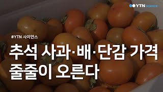 추석 사과·배·단감 가격 줄줄이 오른다 / YTN 사이언스