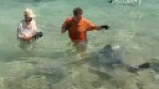 Shark Expert Attacked While Filming