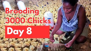 DAY 8\u00269,,BENEFITS OF CHARCOAL TO CHICKS! Brilliant ideas to take care of chicks for eggs.