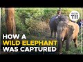 How a wild elephant was captured after 10-day hunt