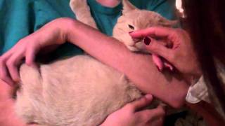 harley the hisser