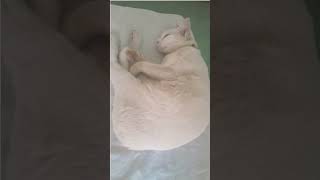 Cute cat sleeping and purring 😴 😸  💕  #cat #cutecat #adorable #sleep