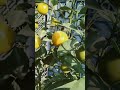 Organic orange fruit plants #shortvideo #homegarding #gardenplants #gardenning