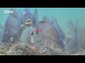 crucian carp feeding in front of underwater camera in japan