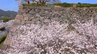 マルチコプター空撮 Quadcopter -Cherry Blossom 2013-