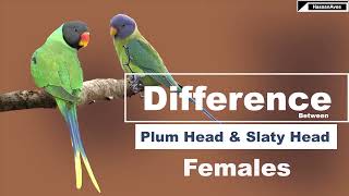 Difference Between Plum Headed Female and  Slaty Headed Parrots