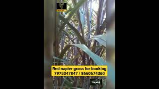 Australian red napier grass #naturalfarm #agriculture #karnataka #organicfarming