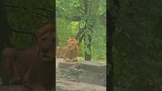 Watching the Lions 🦁 | Safari World | Bangkok, Thailand #travelvlog #animals #lion