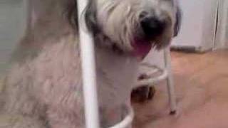 Wheaten Terrier gets stuck under kitchen stool