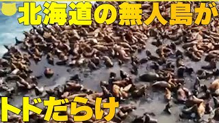 【無人島にトドの大群】約1700頭！  イワシを求めて？  北海道・弁天島