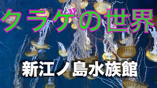 クラゲの世界　【新江ノ島水族館】jellyfish   4K