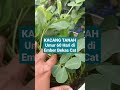 KACANG TANAH Umur 60 Hari di Ember Bekas Cat #shorts #shortvideo #kacangtanah #viral