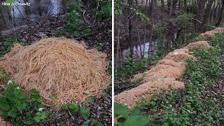 MYSTERY: Hundreds of pounds of pasta dumped in New Jersey woods