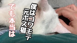 強面の元ボス猫二郎　実は○○かもしれない