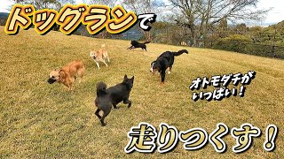 【甲斐犬】ドッグランで初めてオトモダチが出来ました！～黒沢牧場～