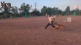 Teaching target pointing to a Guard/Assault Dog