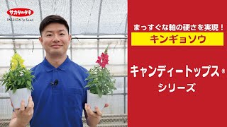 【キンギョソウ】 真っ直ぐな軸の硬さを実現！キャンディートップス®シリーズ【サカタのタネ】