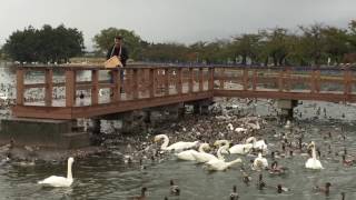 2016年10月 瓢湖 白鳥おじさんの餌付け （１／３）