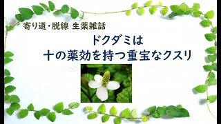 【55話】ドクダミは十の薬効を持つ重宝なクスリ【寄り道・脱線 生薬雑話】