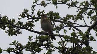 Pipit des arbres chantant