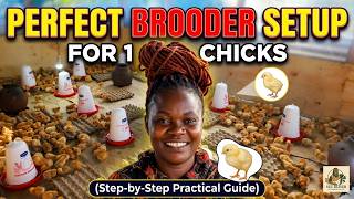 Perfect Brooder Setup for 1000 Chicks (Step-by-Step Practical Guide)
