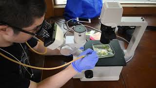 Isolating Cells Infected with Chytrids, Establishing Dual Host-Parasite Cultures, and Sequencing
