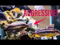 How to Manage African Cichlid Aggression