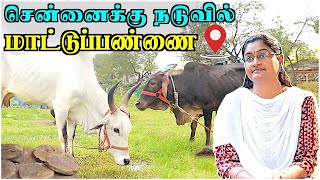 நாட்டுமாடு வளர்ப்பில் ஆர்வம்காட்டும் IT தம்பதியினர் | Preetha Manikandan Interview | Nattu Madu