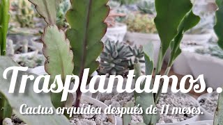 Trasplantamos Cactus orquídea.. #cactusysuculentas #cactusjardin #cactus #cactuslovers