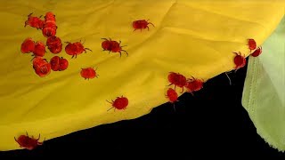 Red Velvet Mites || Rain Bugs || Trombidiidae || Birba Boti || Velvet Mite