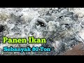 PANEN IKAN KOLAM TERBESAR DI REPUBLIK NILA │ BUDIDAYA IKAN NILA