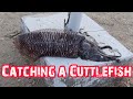 How to Catch CuttleFish in inshore