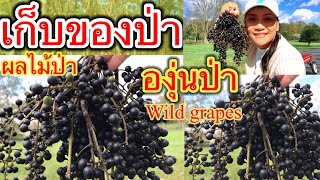 เก็บผลไม้ป่ากับลูกชาย👉 องุ่นป่า Wild Grapes สุกหวานงอมเต็มต้นเลย ✅ของฟรีก็มีในป่า