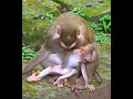 OMG !! So Funny Baby Monkey Luno Lazy Sleeping On Mom Monkey Luna Relax And Animal Life #491