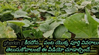 cucumber crop cultivation | cucumber crop farming | dosa crop cultivation | keera crop cultivation