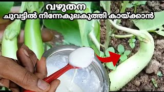 Brinjal fast flowering tip/ വഴുതനയിൽ ചുവട്ടിൽ നിന്നേകുലകുത്തി പിടിക്കാൻ BTech mix media